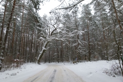 Rocznica-Powstania-styczniowego-2013-02